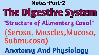 Digestive SystemquotStructure of Alimentary CanalquotSerosa musclemucosaAnatomy and Physiology [upl. by Anna-Maria]