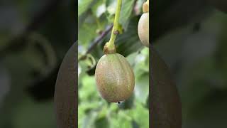 Handkerchief tree  fruit  August 2024 [upl. by Sandie]