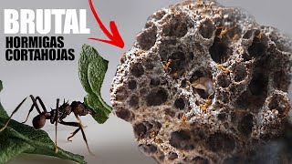 🍃 El increíble proceso de las hormigas cortadoras de hojas Acromyrmex octospinosus leafcutter ants [upl. by Drain]