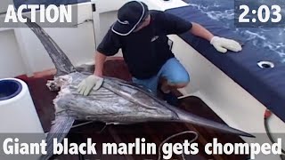 Giant Black Marlin Attacked by Monster Sharks  ultimatefishingtv [upl. by Suiramed43]