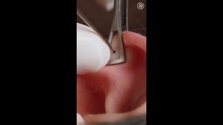 What Getting Your Ear Cartilage Pierced Is Like Up Close shorts [upl. by Hagile]