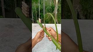 Archery skeel of bamboo 🎍🎍shortsfeed archery shortvideos cutfrom [upl. by Akzseinga]