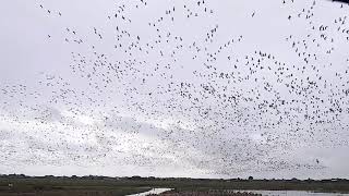 Pinkfooted Geese taking flight at Marshside RSPB Reserve 25921 [upl. by Reginauld]