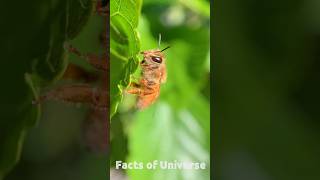 How Australian honeybees get drunkFactsofUniverse honeybees [upl. by Teryl602]