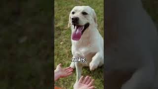 Los 5 PERROS más OBEDIENTES curiosidades datosanimalitos curiosidadesanimales sabiasque [upl. by Gaskill]