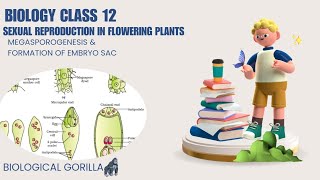 CLASS 12SEXUAL REPRODUCTION IN FLOWERING PLANTSMEGASPOROGENESISampFORMATION OF EMBRYO SACboardexam [upl. by Inahpit878]