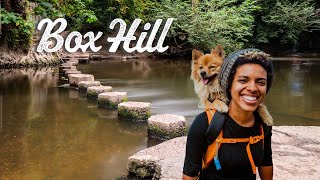 Box Hill to Leatherhead walk  Hiking UK 4K  Top 10 walks in South East England  🇬🇧 Hiking UK [upl. by Gnouhc]