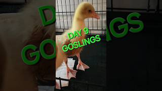 GOSLINGS DAY 9 [upl. by Jacqui]