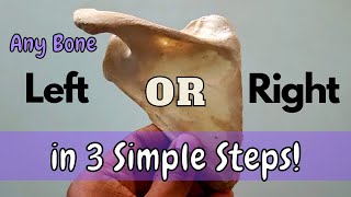 Side determination of a bone  3 Simple steps [upl. by Johns879]