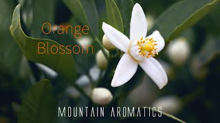 Orange Blossom Accord  How To Make Perfume  Mountain Aromatics [upl. by Fulviah]