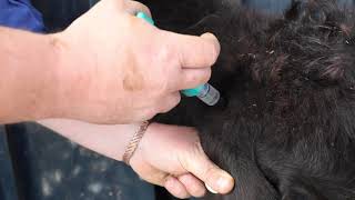 See how to use Cydectin Long Acting Injection for Cattle [upl. by Xylia77]