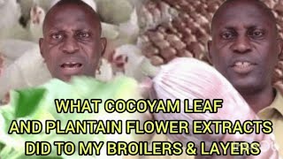 How to Transform Broilers amp Layers with Cocoyam Leaf amp Plantain Flower Juice [upl. by Pansy]