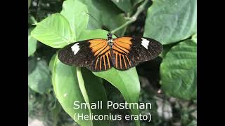 Heliconians Longwing Butterflies Identify butterflies from the Heliconius genus UPDATED [upl. by Ettelrahc]