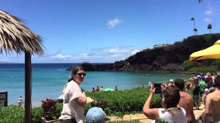 Tiger Shark  Kaanapali Hawaii [upl. by Ahsenek]