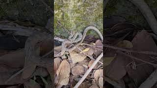 🪱Psammodynastes pulverulentus🪱tawny snake🪱茶斑蛇 taiwan 小岡山 tawnysnake hiking hikingtrail [upl. by Muhcan]