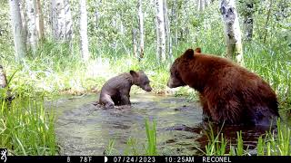 Browning Trail Cameras  Mama Bear and Cubs Splashing in Pond [upl. by Aehsrop]