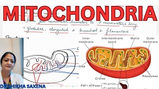 Mitochondria structure functions [upl. by Acimehs507]