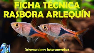 FICHA TÉCNICA RASBORA ARLEQUIN Trigonostigma heteromorpha [upl. by Ahsemot957]