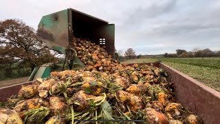 Fodder beet harvest ￼on the farm [upl. by Attehcnoc]