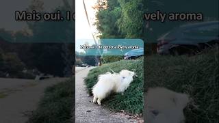 What goes thru his little mind on our walks ❤ dogs pomeranian cuteanimals dogwalk pets [upl. by Cheadle]