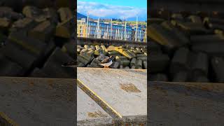 Ruddy turnstone 🐦 [upl. by Clough606]