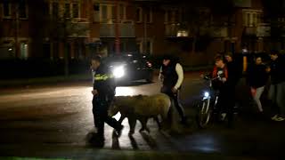 Politie in de ‘achtervolging’ op losgebroken pony’s in Steenwijk [upl. by Alma]