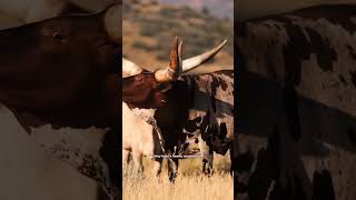 AnkoleWatusi are domesticated cattle facts wildlife animals cattle shorts [upl. by Siuqaj]