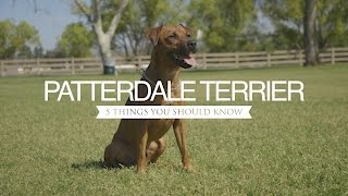 PATTERDALE TERRIER FIVE THINGS YOU SHOULD KNOW [upl. by Liesa438]