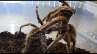 Creatures from the North Grammostola rosea Red mating [upl. by Leamse645]