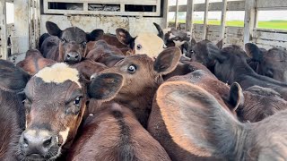 Spring Cattle Work Part 2 Winter Pasture [upl. by Suiramad]