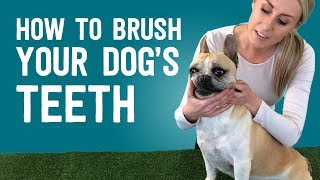 How To Brush Your Dogs Teeth [upl. by Andriette893]