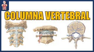 ANATOMÍACOLUMNA VERTEBRAL 33 ARTICULACIONES VASCULARIZACIÓN E INERVACIÓN [upl. by Sikram678]