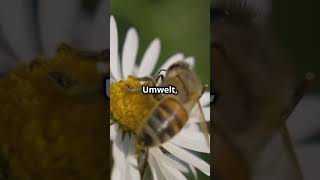 Bienen – Unsere fleissigen Helfer tiere natur facts doku tierwelt wildlshortstierschutz [upl. by Kassey]