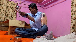 Macaw Parrot amp Moluccan Cockatoo Baby Care  Amazon Parrot Breeding Progress [upl. by Lucita766]