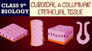 Tissues part7AnimatedCuboidal amp Columnar EPITHELIAL TISSUES CBSE CLASS 9  Biology Chapter6 [upl. by Natalee]