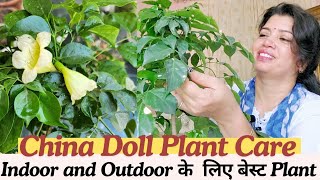 China Doll  Radermachera Plant Care  Indoor amp Outdoor plant china doll plants gardening [upl. by Urien]