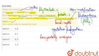 Select one among the followingA Phyllode of Opuntia bear spines B In Asparagus leaves develop [upl. by Pentha]