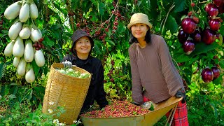 Harvesting coffee cherries eggplants to sell at the market building farms cooking gardening [upl. by Piggy]