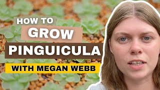 Pinguicula Plant Care amp Propagation With Megan Webb [upl. by Marna]