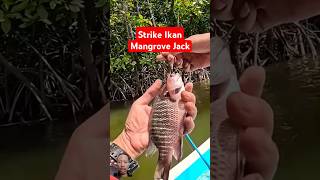 Strike Ikan Mangrove Jack [upl. by Assenna255]