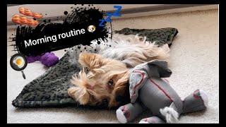 Morning routine with my Yorkie [upl. by Ledeen]