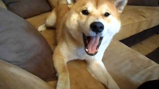 Angry Shiba Inu part 1 [upl. by Swayder464]