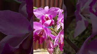 Cattleya đài hồng xưa  Hoa Lan Hóc Môn [upl. by Latea]