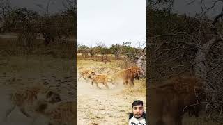 Lion vs hyena lion krugersightings kruger wildlife shorts animals tiger [upl. by Ainadi]