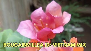 BOUGAINVILLEA ID VIETNAM MIX bougainvillea bougie vietnammixbougainvillea boombelsblooms [upl. by Atiuqel]