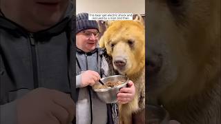 This bear get electric shock and rescued by a man and then [upl. by Aruol976]