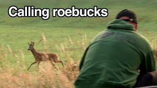 Calling roebucks in the rut by Kristoffer Clausen [upl. by Moyer]