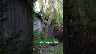 Salix Sepulcralis nature relaxing atumn [upl. by Anor]