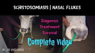 Schistosomiasis Nasal Fluke Nasal granuloma in a Thari Cattletreatment amp diagnosisDrJavedKhoso [upl. by Hirz]