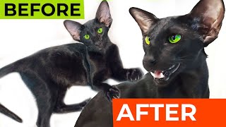 Black Oriental Kitten VS Adult Oriental Cat 😸 Oriental Shorthair Breed [upl. by Hunfredo]